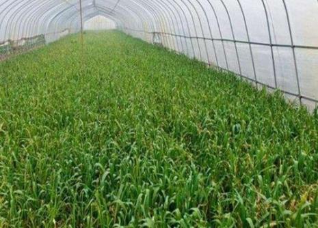 河南东部香菜秋播最佳时间