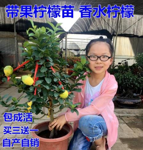 香水柠檬适合北方养吗