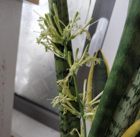 虎舌兰开花的花期