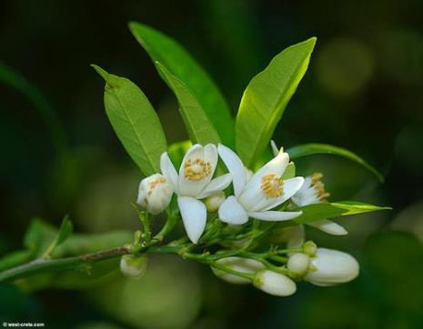 橙子花代表什么意思