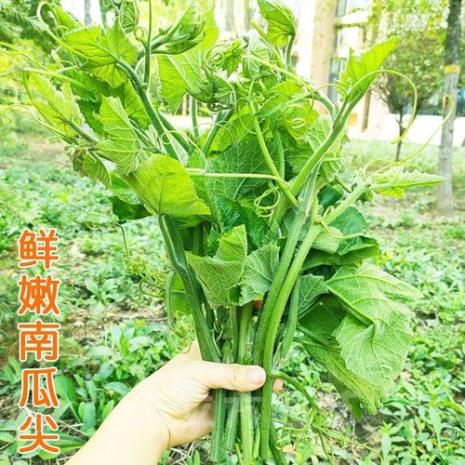 哪种南瓜专吃苗的