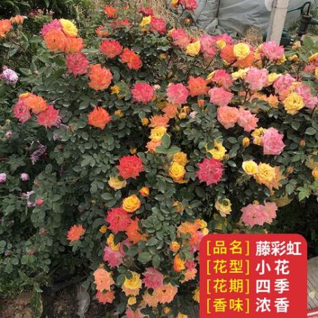 藤宝贝月季和藤彩虹月季的区别