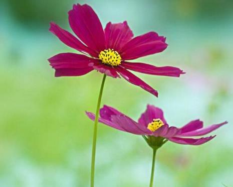 什么花的花语是幸福美好