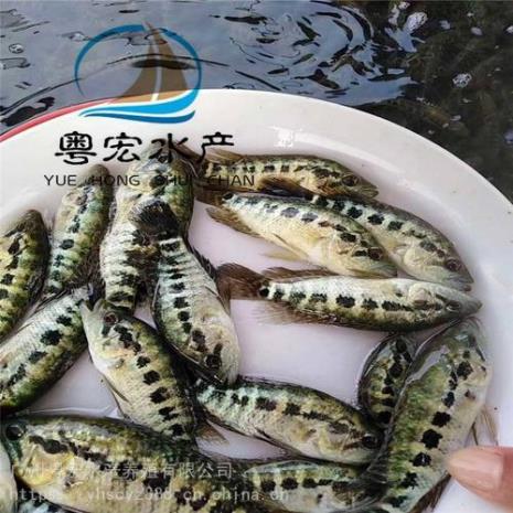 一般的鱼塘可以养老虎斑吗