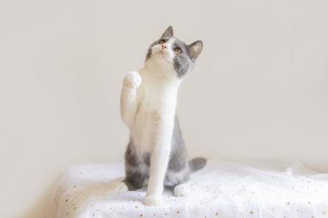 什么品种的猫咪长得又大又胖