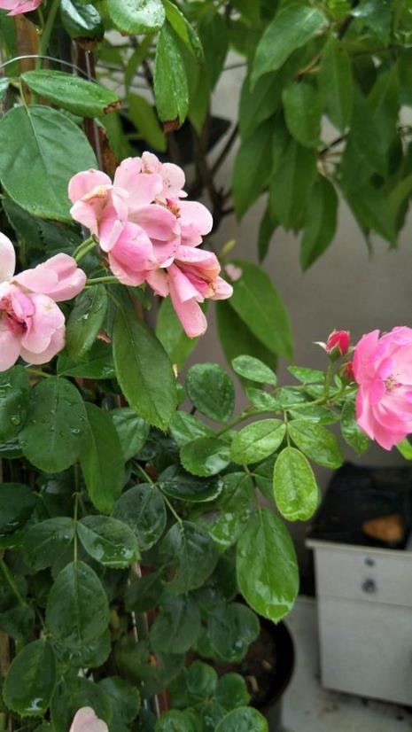 冰心盛开的花原文