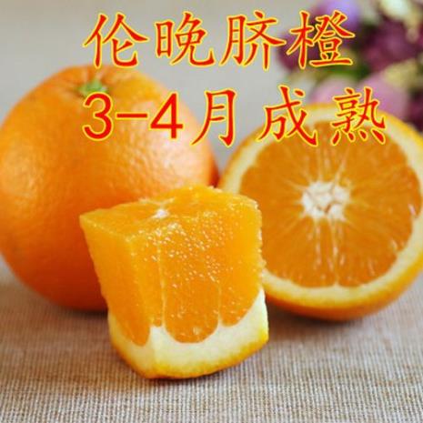 秭归伦晚脐橙是血橙吗