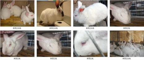 养兔顺口溜公兔母兔区分