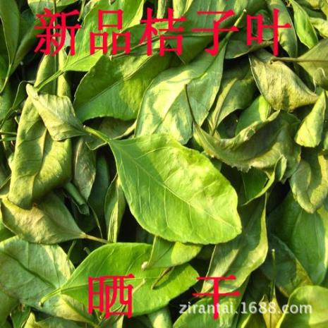 橘叶是桔子叶吗