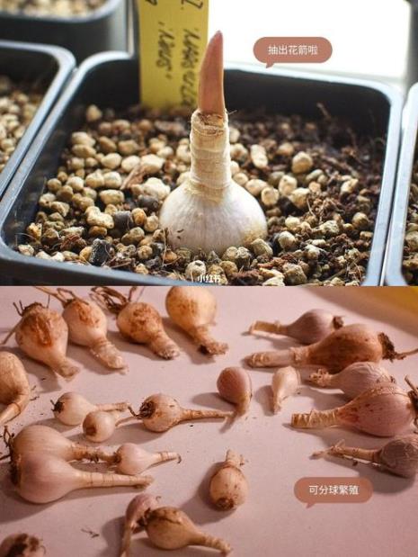 尼润石蒜种植技术
