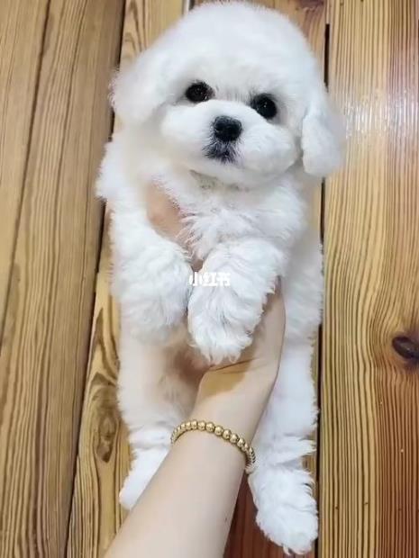 比熊犬的耳朵有几种