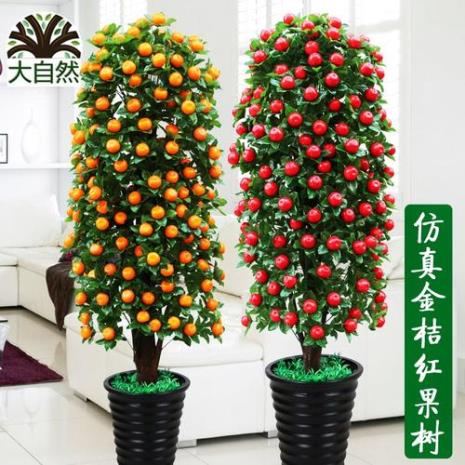 发财树是桔子树吗
