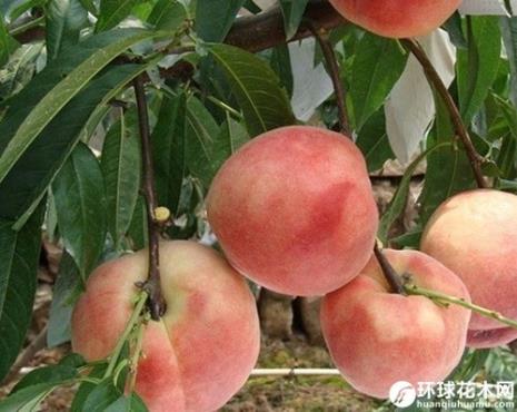 桃子都有什么品种