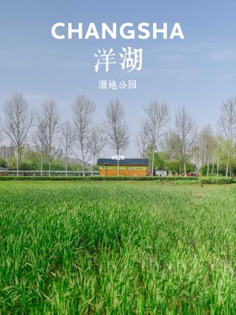 洋湖湿地公园哪里停车好