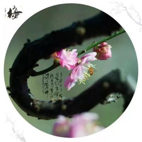 祝福女人好归宿的诗句