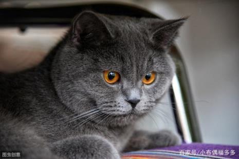 蓝猫小时候眼睛为什么不是黄的