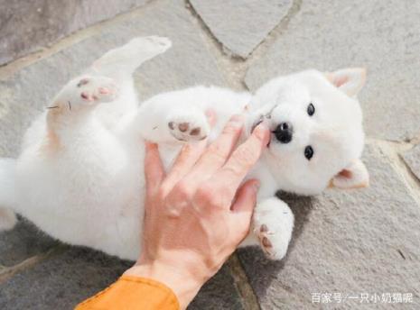 成年柴犬脚垫还是白的