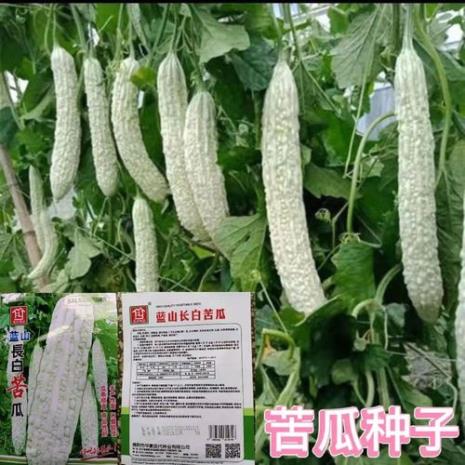 长长的瓜叫什么