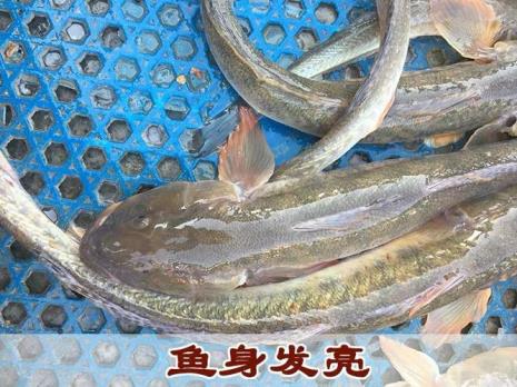 海鲶鱼和沙光鱼有区别吗