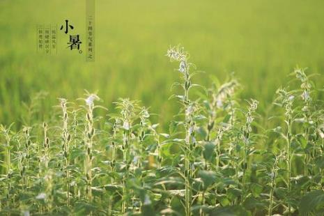 小暑古诗元稹意思