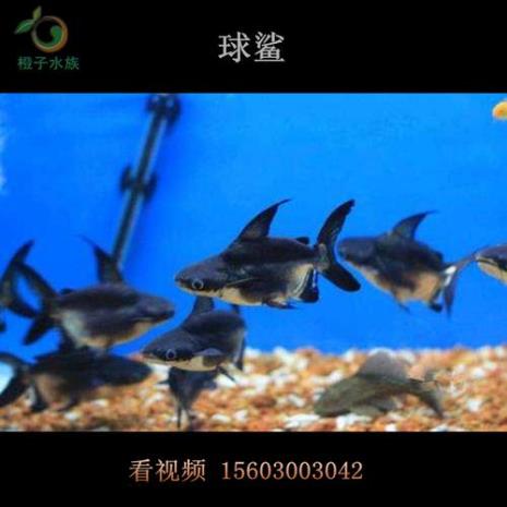 观赏鲨哪个品种长得大