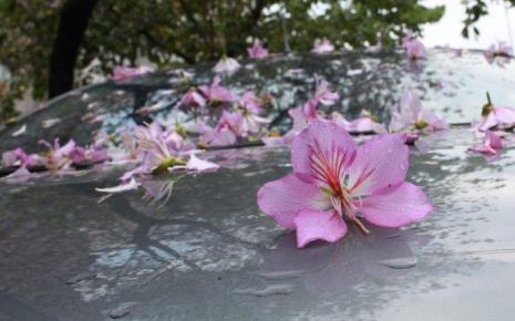 花开无语唯美诗句
