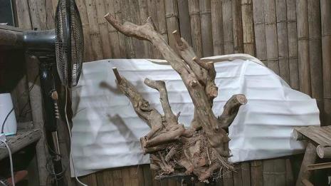 雀梅下山桩