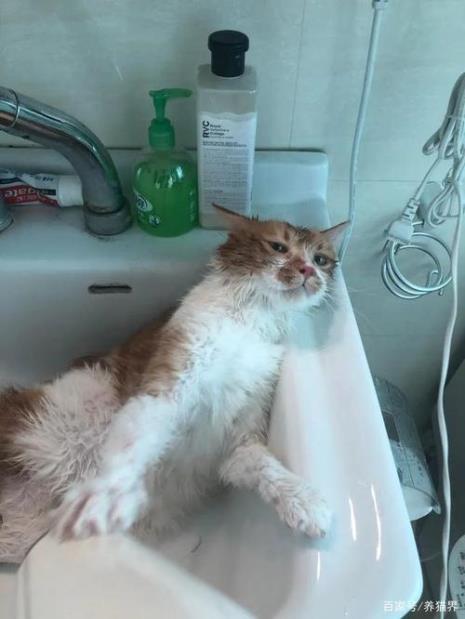 人抱完猫后要立即洗澡洗头吗