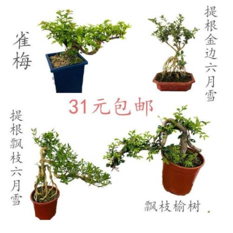 雀梅好养还是榆树好养