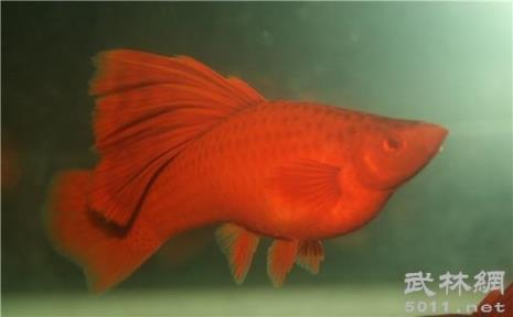 虎皮鱼和红箭能混养吗