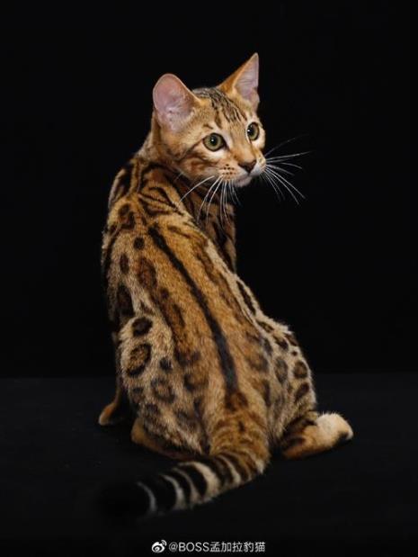 猫和豹子是属于同科动物吗