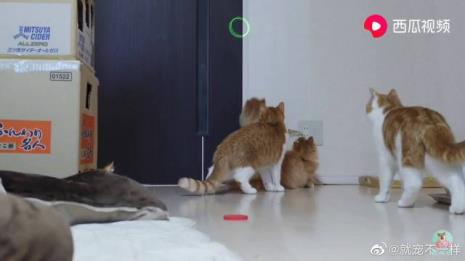 猫咪总是上蹿下跳怎么办