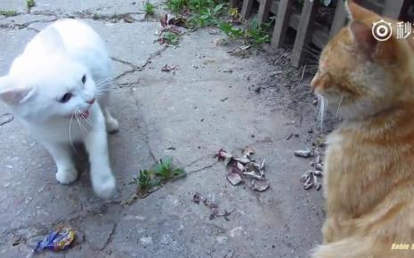 猫会赶走自己的孩子吗