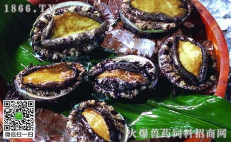 怎样区分鲍鱼真假