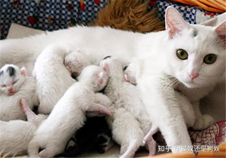 母猫多大不再怀孕了