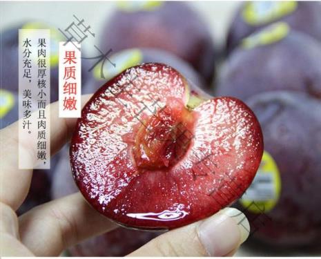 胭脂女王李品种介绍