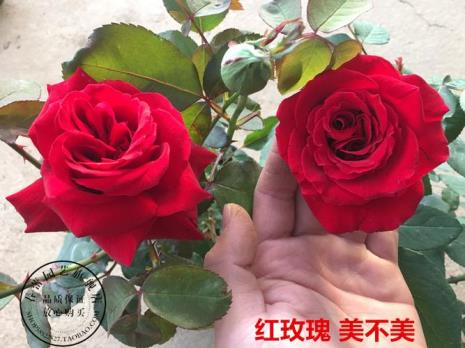 标准红玫瑰月季品种