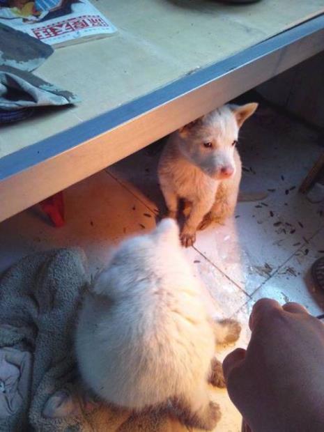 下司犬为什么经常不认路回家