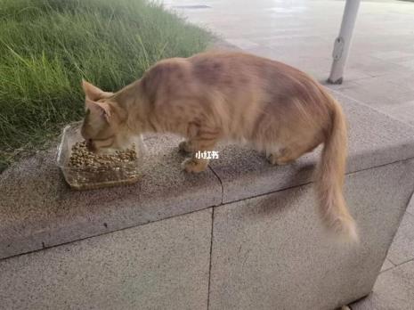 猫吃东西尾巴左右摇摆什么意思