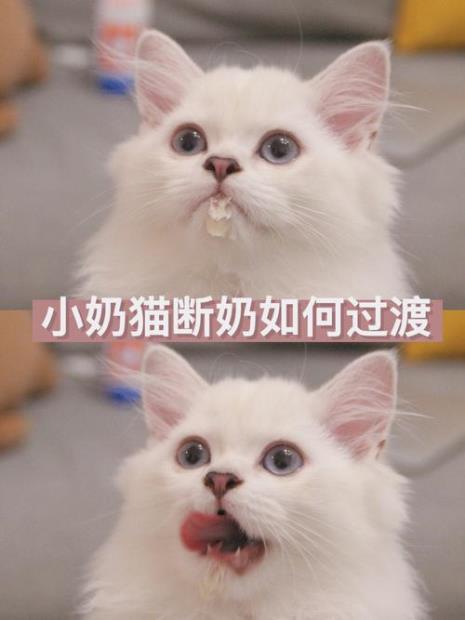 小猫断奶需要和母猫隔离多久