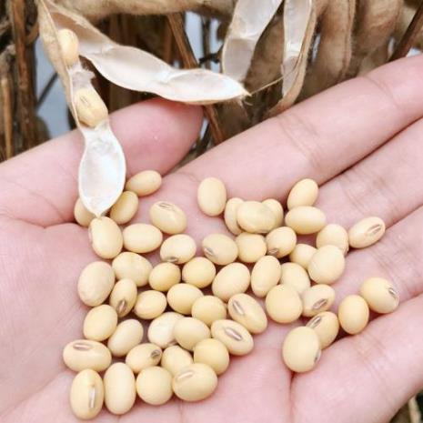 非转基因黄豆和脱脂大豆哪个好