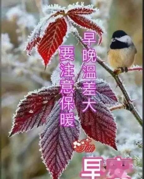 早上好回复