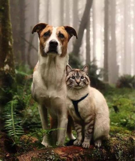 为什么晚上不能唤小猫小狗