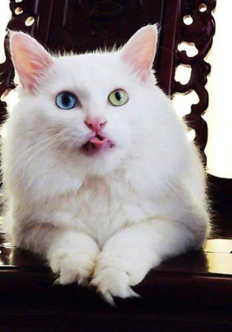 白色异瞳猫什么品种