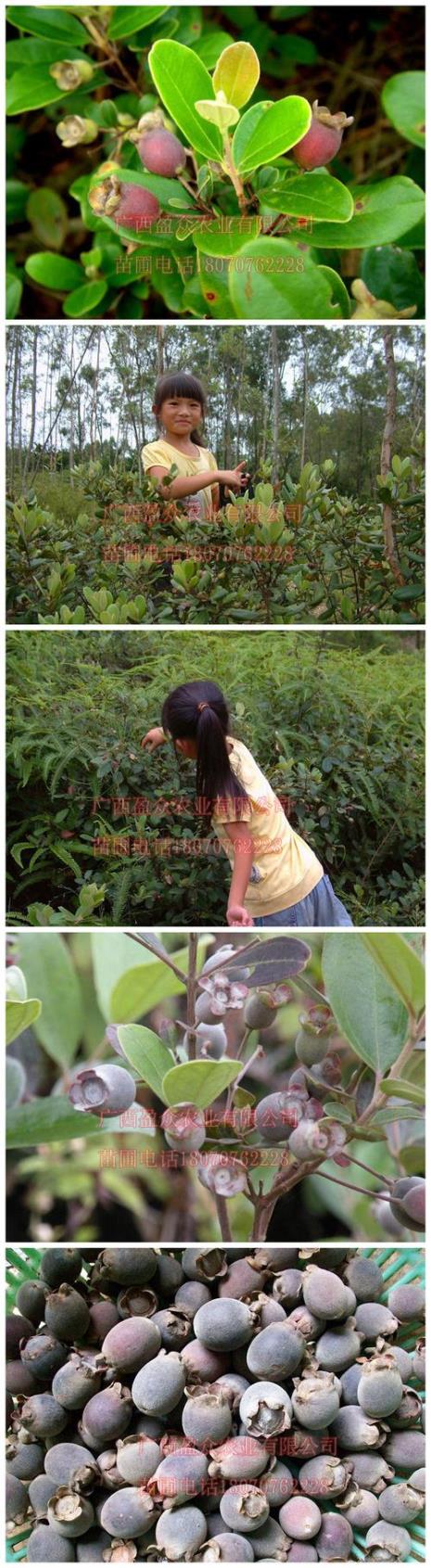 海南捻子果是什么
