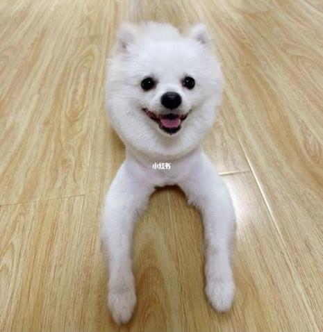 博美多长隔时间剪毛合适