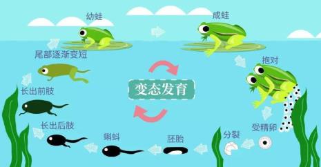 大型动物生长周期一览表