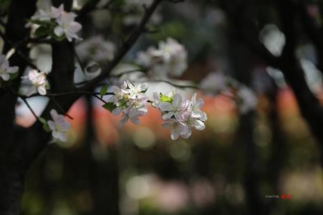 落花无痕什么意思
