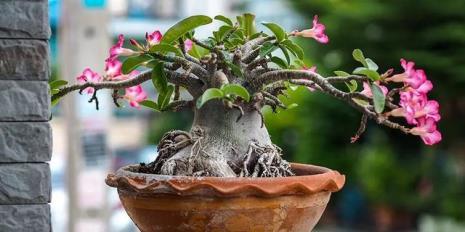 沙漠玫瑰的养殖方法