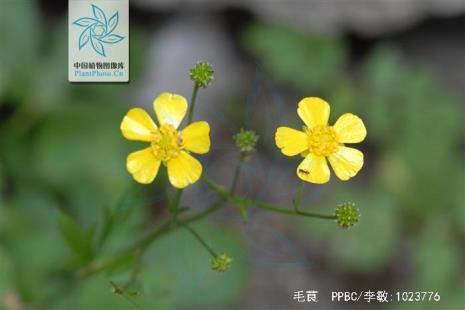 毛茛生长时期